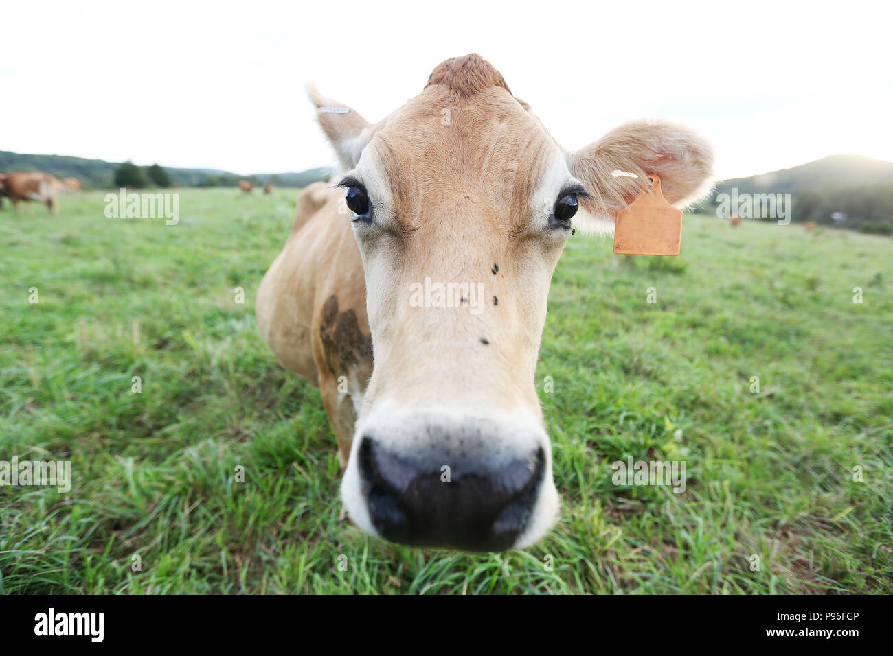 Kuh auf der Farm. Photo Credit: Katherine Penn Stockfoto