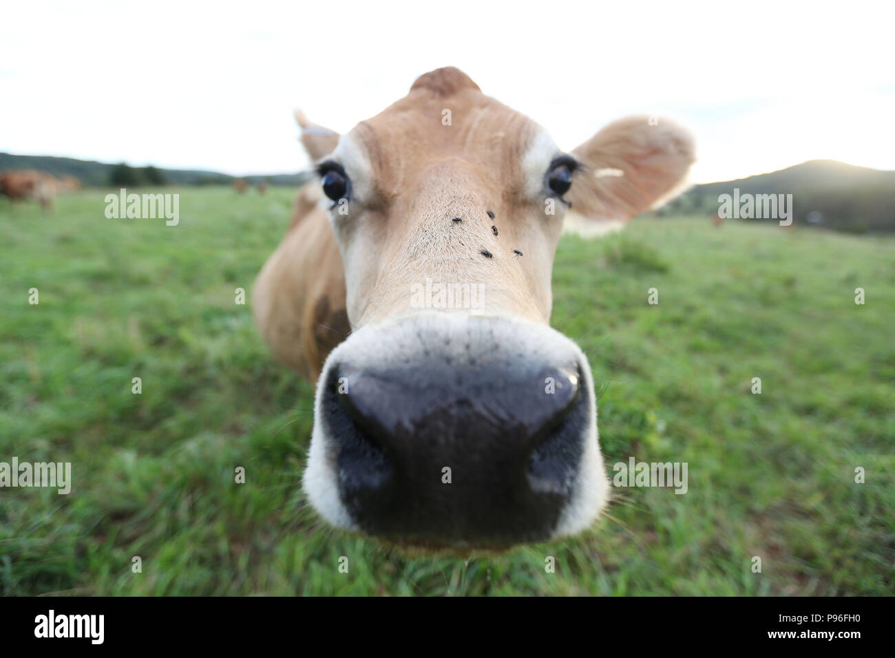 Kuh auf der Farm. Photo Credit: Katherine Penn Stockfoto