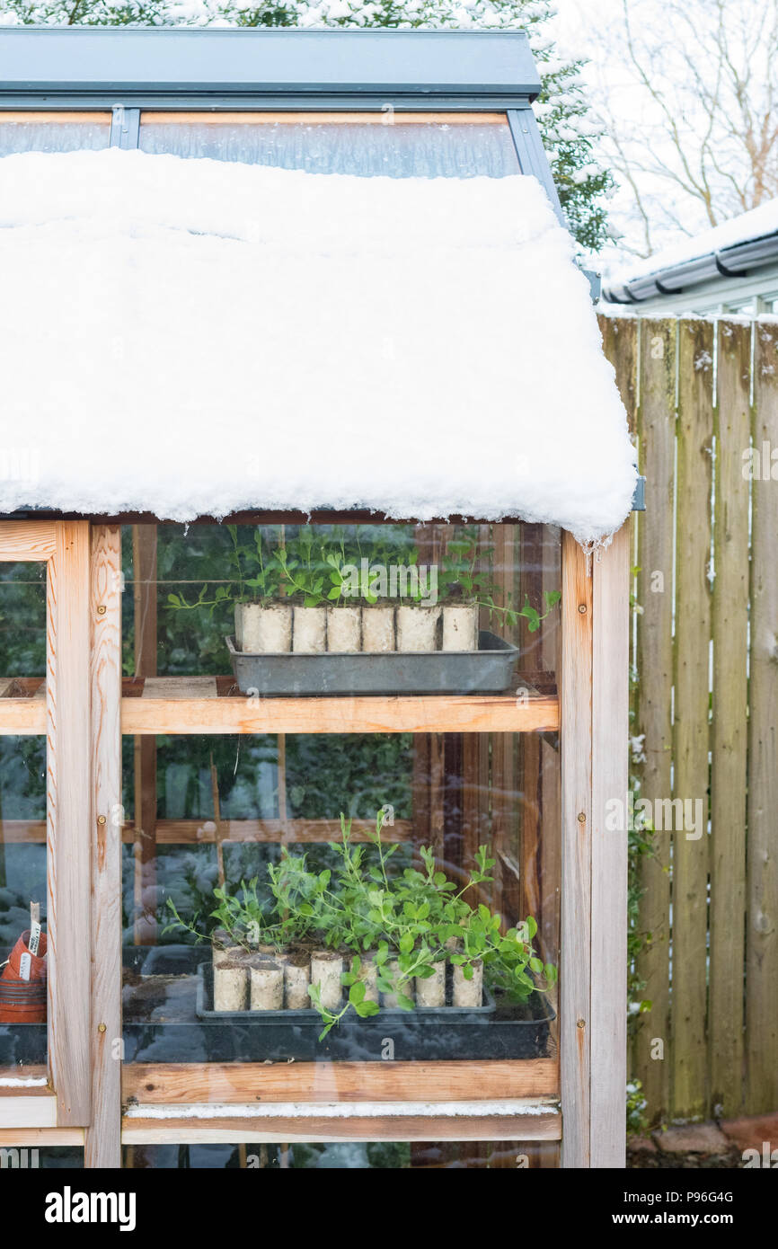 Herbst gesät Sweet pea Sämlinge wachsen in der WC-Papierrolle Rohre, die Überwinterung im Gewächshaus im Schnee Stockfoto