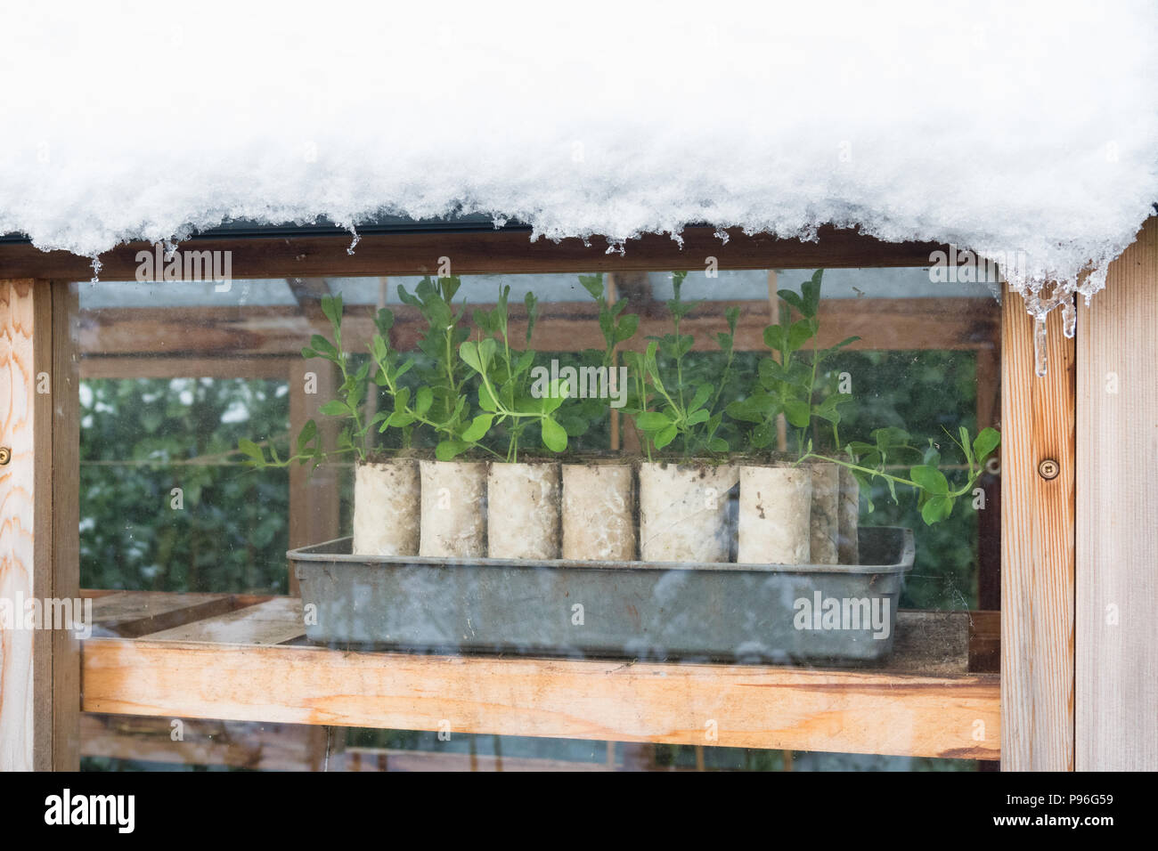 Herbst gesät Sweet pea Sämlinge wachsen in der WC-Papierrolle Rohre, die Überwinterung im Gewächshaus im Schnee Stockfoto