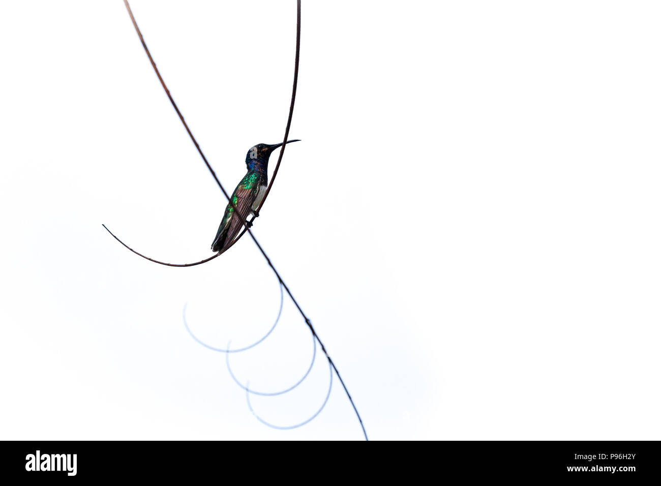 Weiß-necked-Florisuga mellivora Kolibri, auf einem kleinen Zweig auf weißem Hintergrund thront, Foto in Costa Rica. Stockfoto