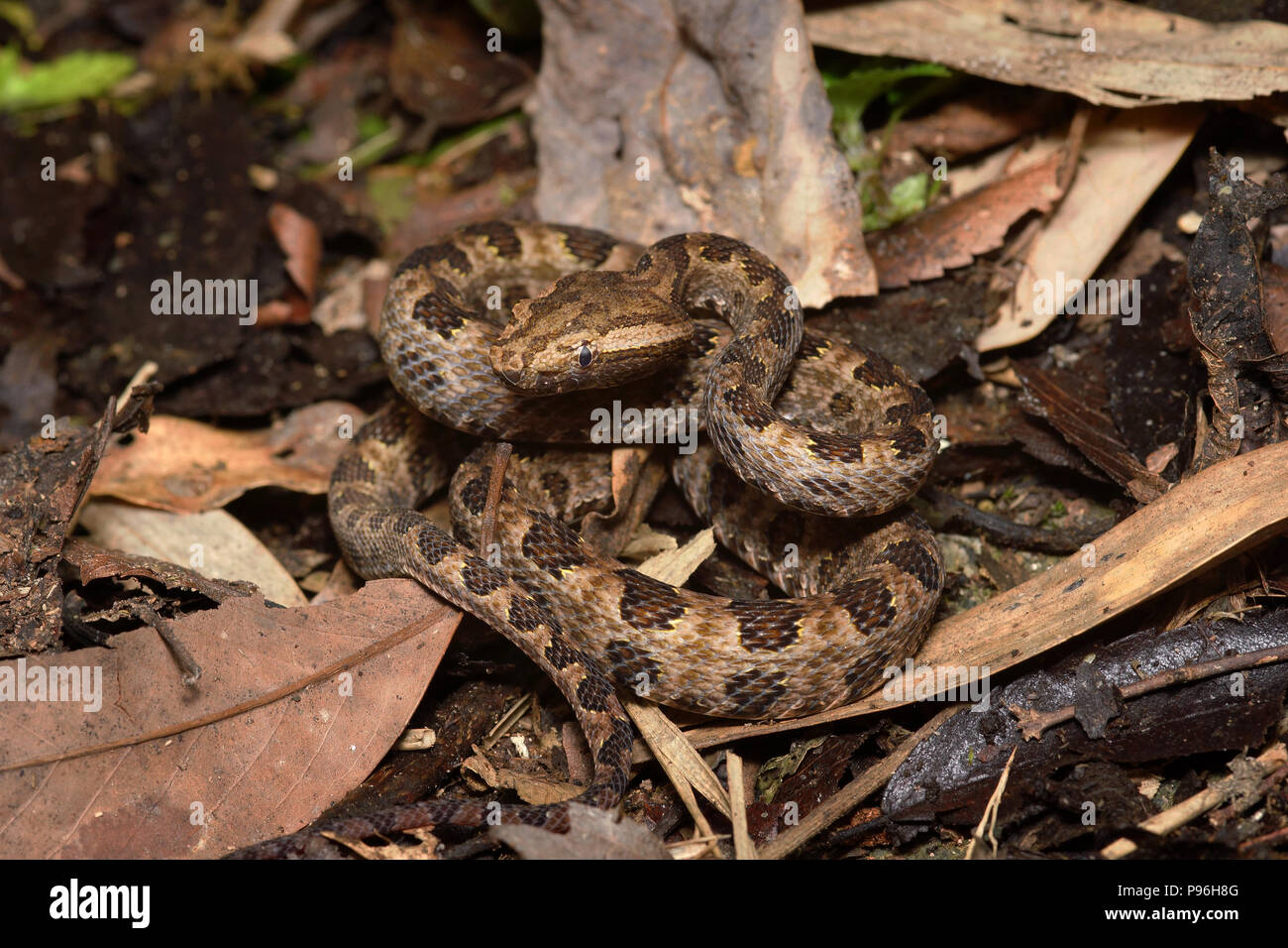 Punkt-skaliert Bambusotter Protobothrops mucrosquamatus habu Viper ein älterer Name Stockfoto