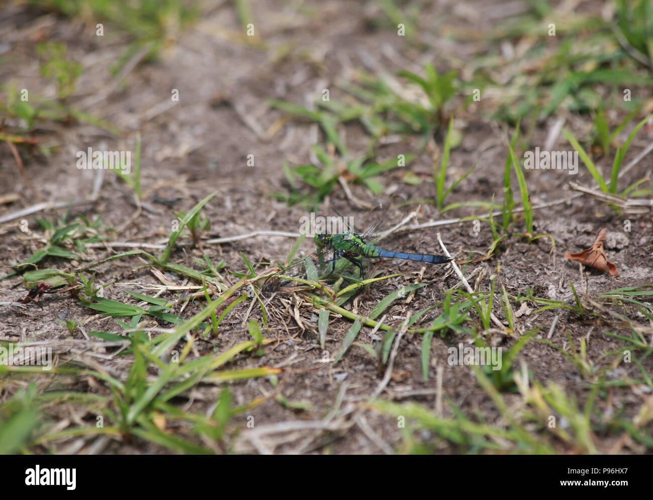 Juvenile männlichen Blue dasher Dragonfly mit Eier Stockfoto