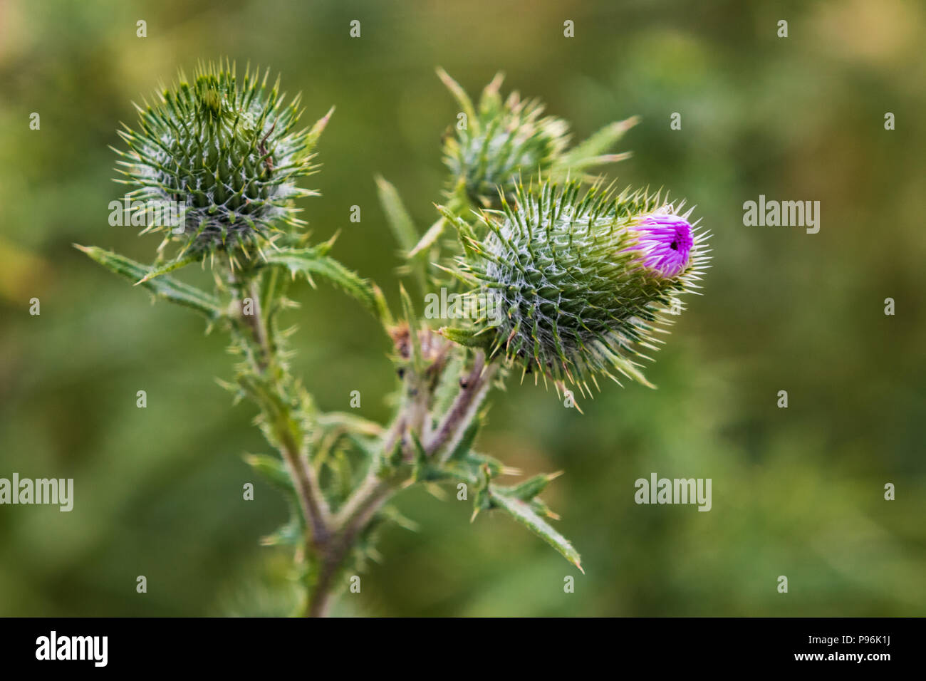 Stachelige lila Mohn thistle Unkraut in der Blüte an einem Frühlingstag Stockfoto