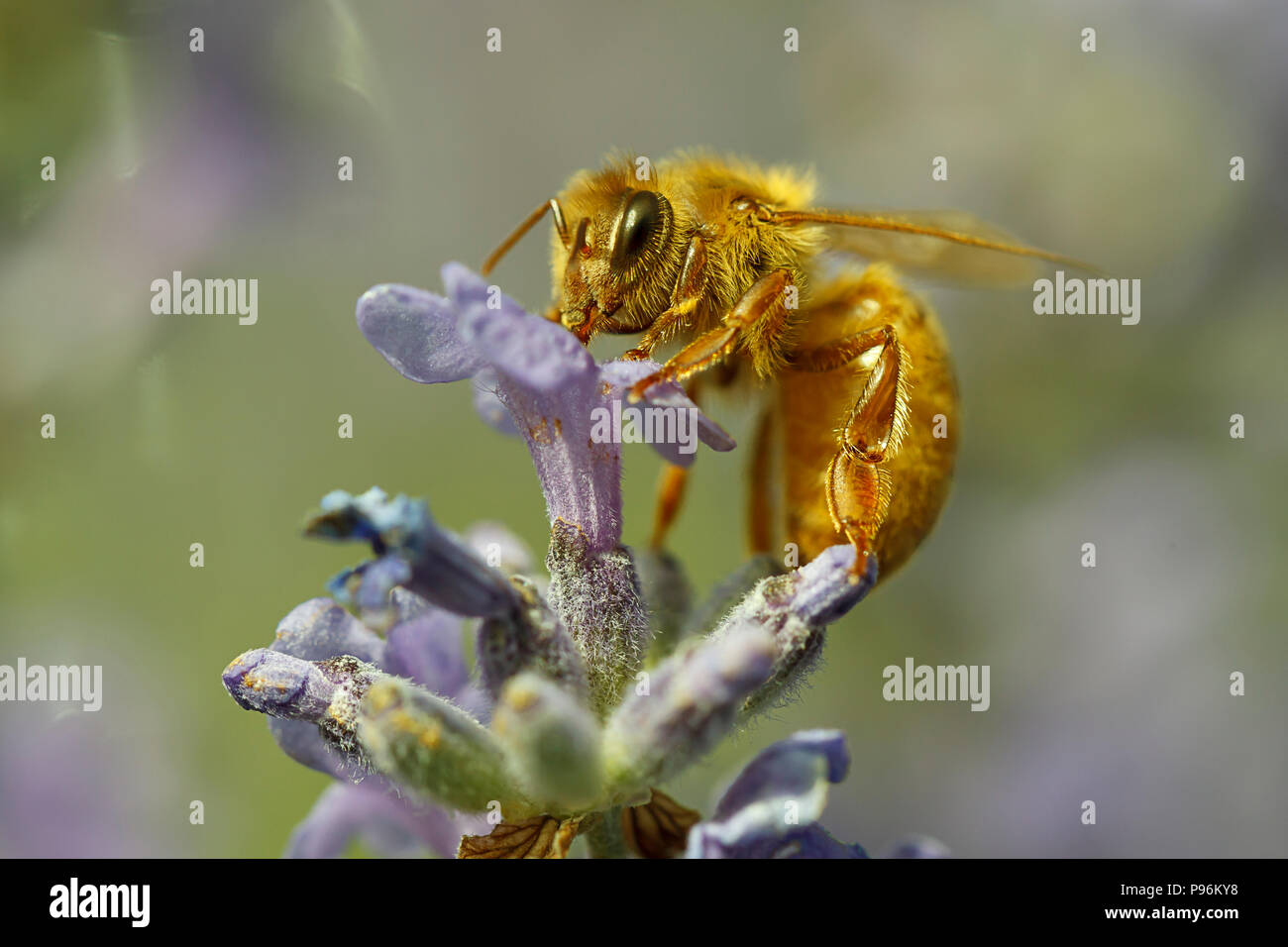 Eine Nahaufnahme einer Honigbiene, Apis, auf einem Lavendel Pflanze, Lavandula spica. Stockfoto