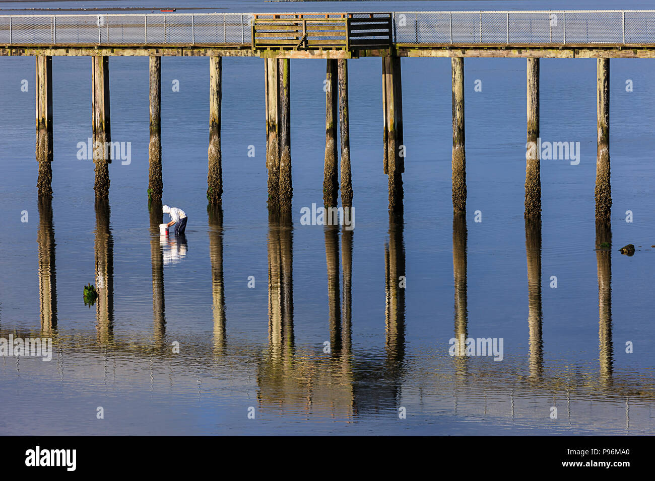 Ein Mann ist clam Graben in der Tillamook Bay im Garibaldi, Oregon. Stockfoto