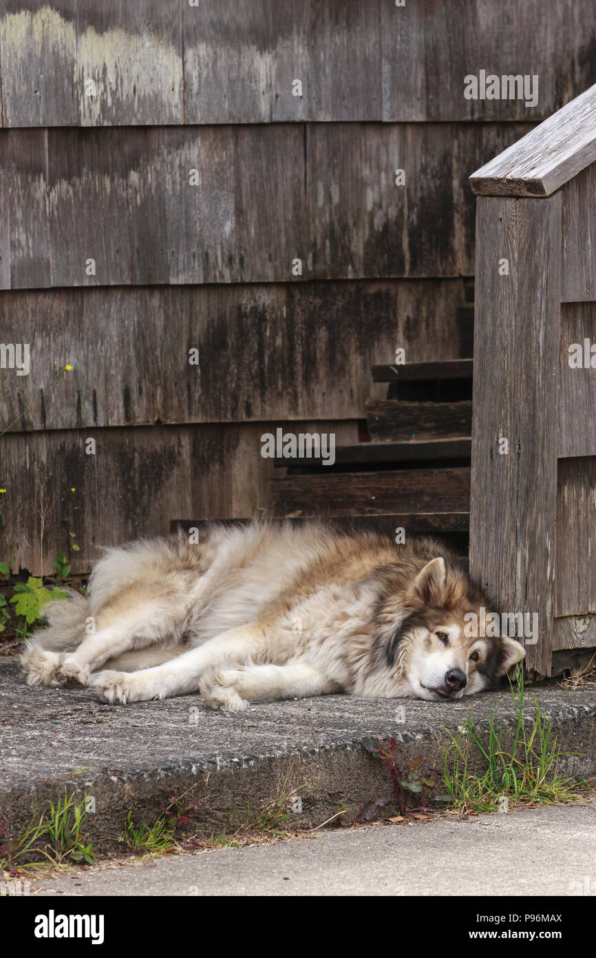 Ein Husky Hund Legt Auf Den Beton Durch Ein Haus In Seaside