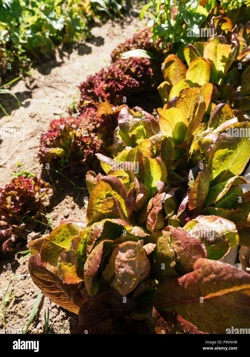 Lollo Rosso und roten Cimmaron romaine Kopfsalat wächst in einem Gemüsegarten. Stockfoto