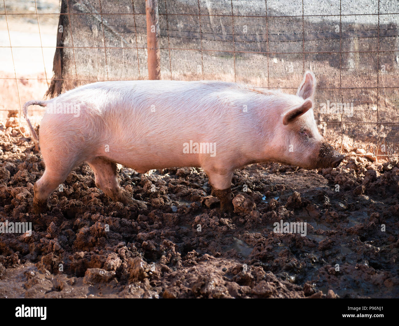 Schweine im Betrieb Stockfoto