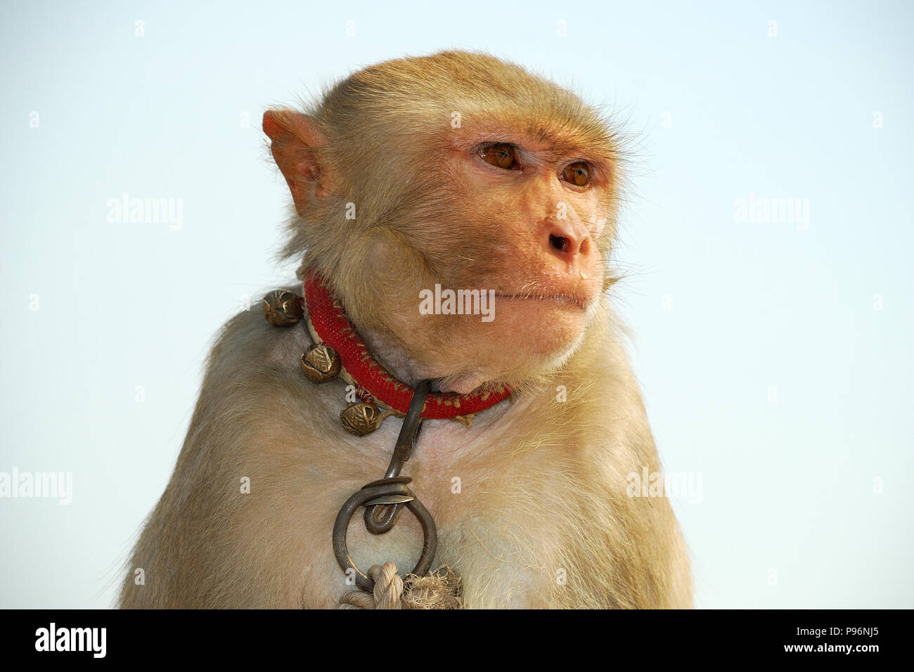 Goldhaariger Affe auf dem Dach des Govind Dev Ji Temple, Vrindavan, Uttar Pradesh, Indien Stockfoto