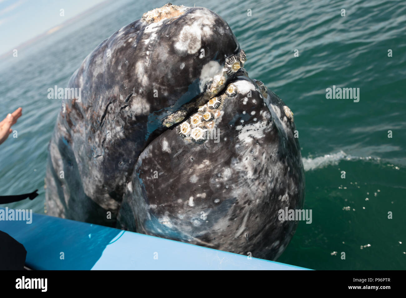Baby Grauwale aus Wasser, Mexiko Stockfoto