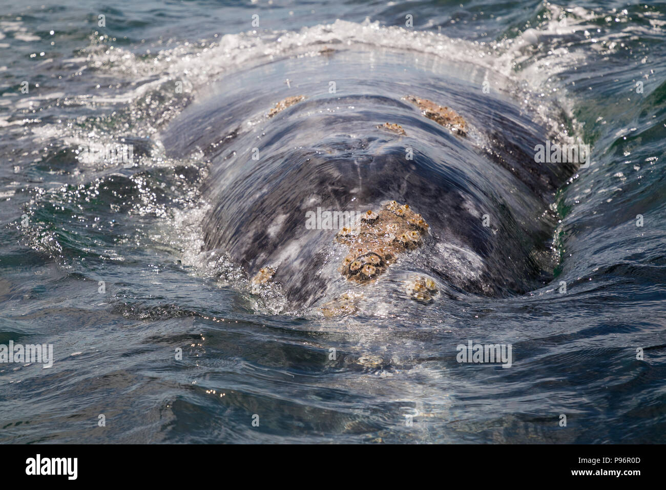 Balanidae am Kopf einer grauen Wal, Mexiko Stockfoto
