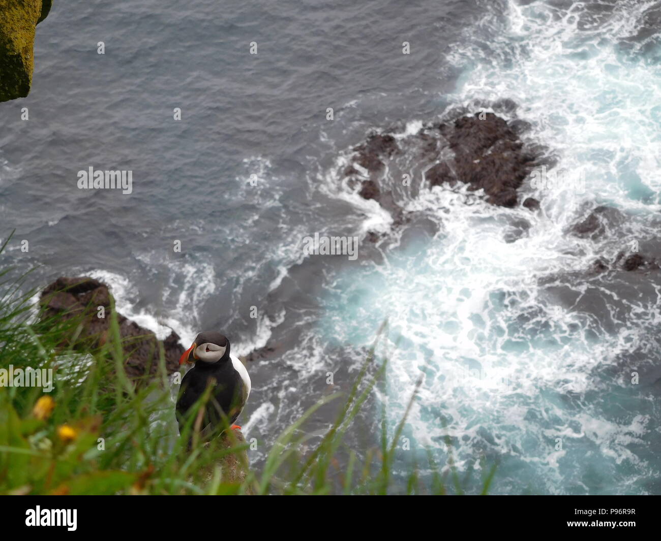 Island Papageitaucher Stockfoto