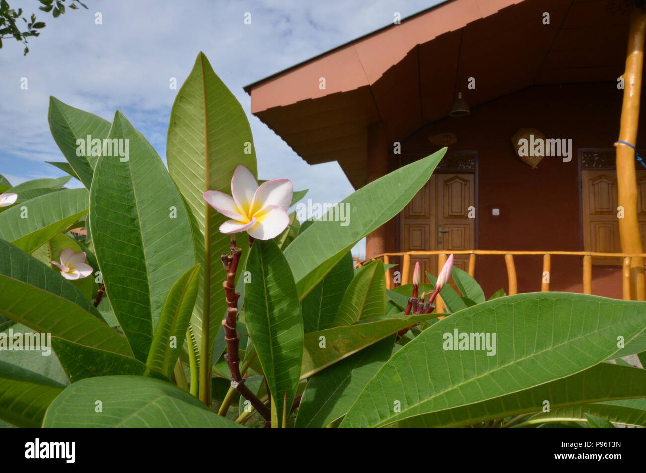Weiße Blüte in einem Sri Lanka Hotel Stockfoto