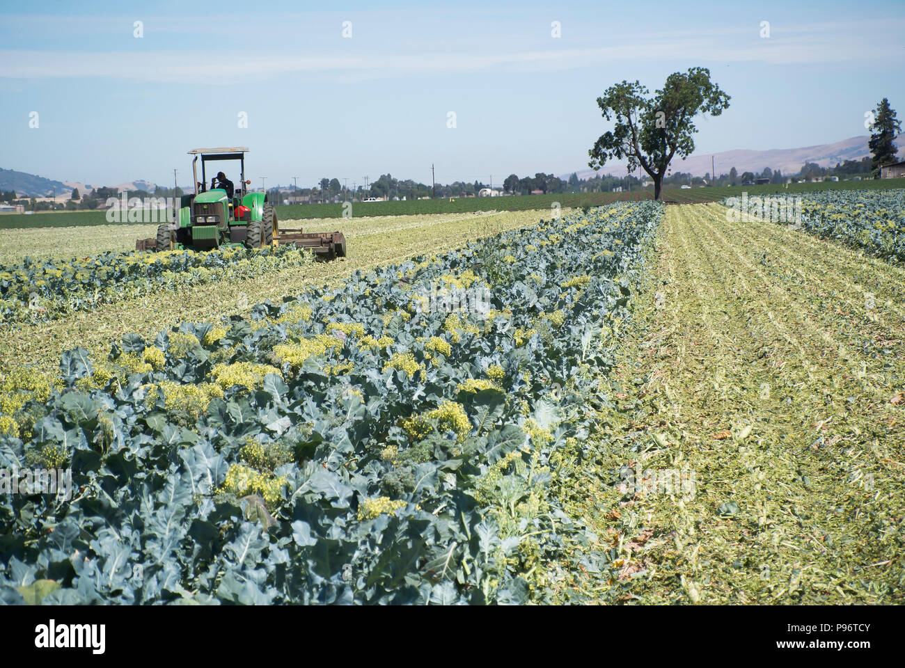 Landwirt Clearing Feld nach Brokkoli Ernte Stockfoto