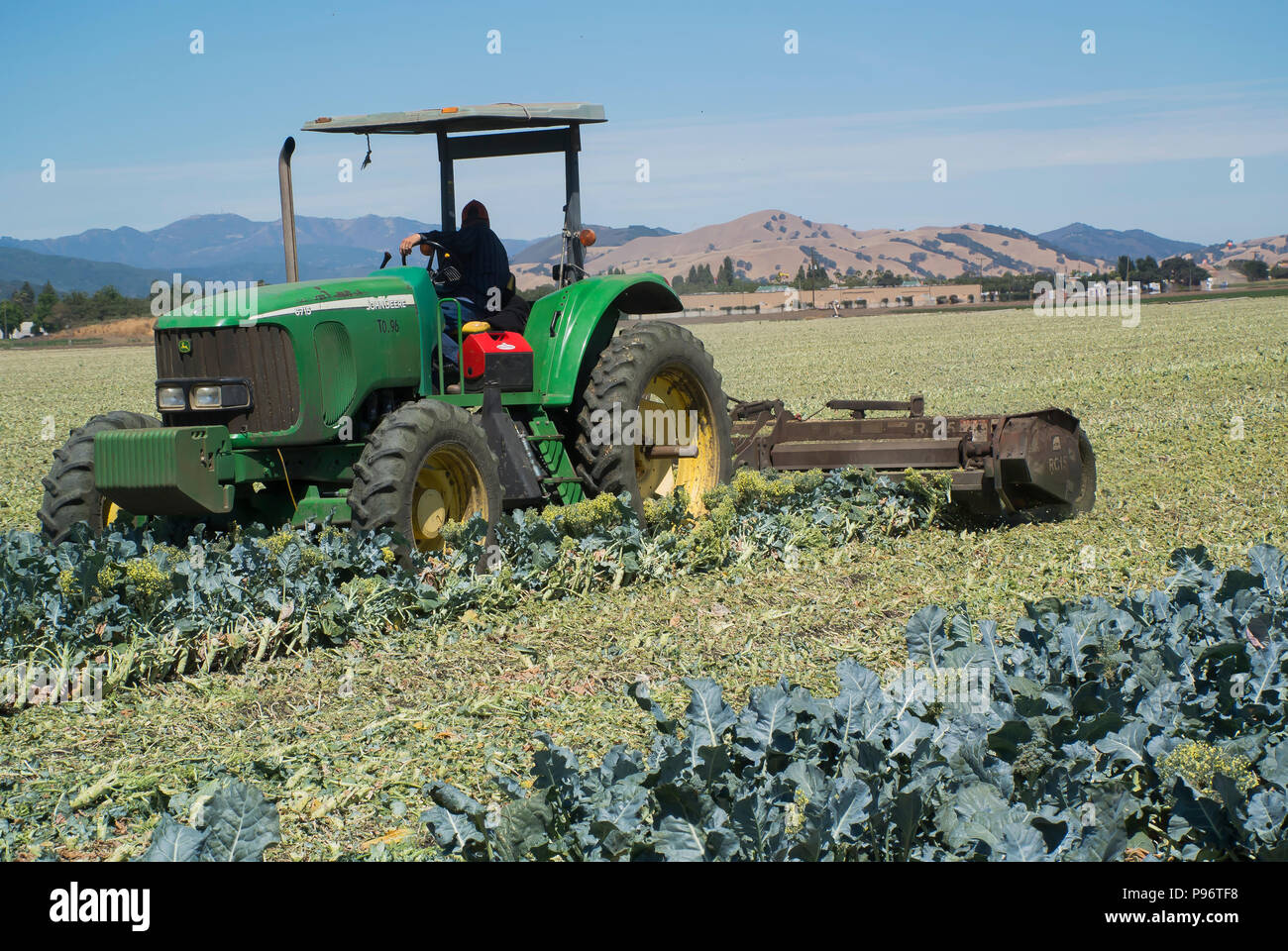 Landwirt Clearing Feld nach Brokkoli Ernte Stockfoto