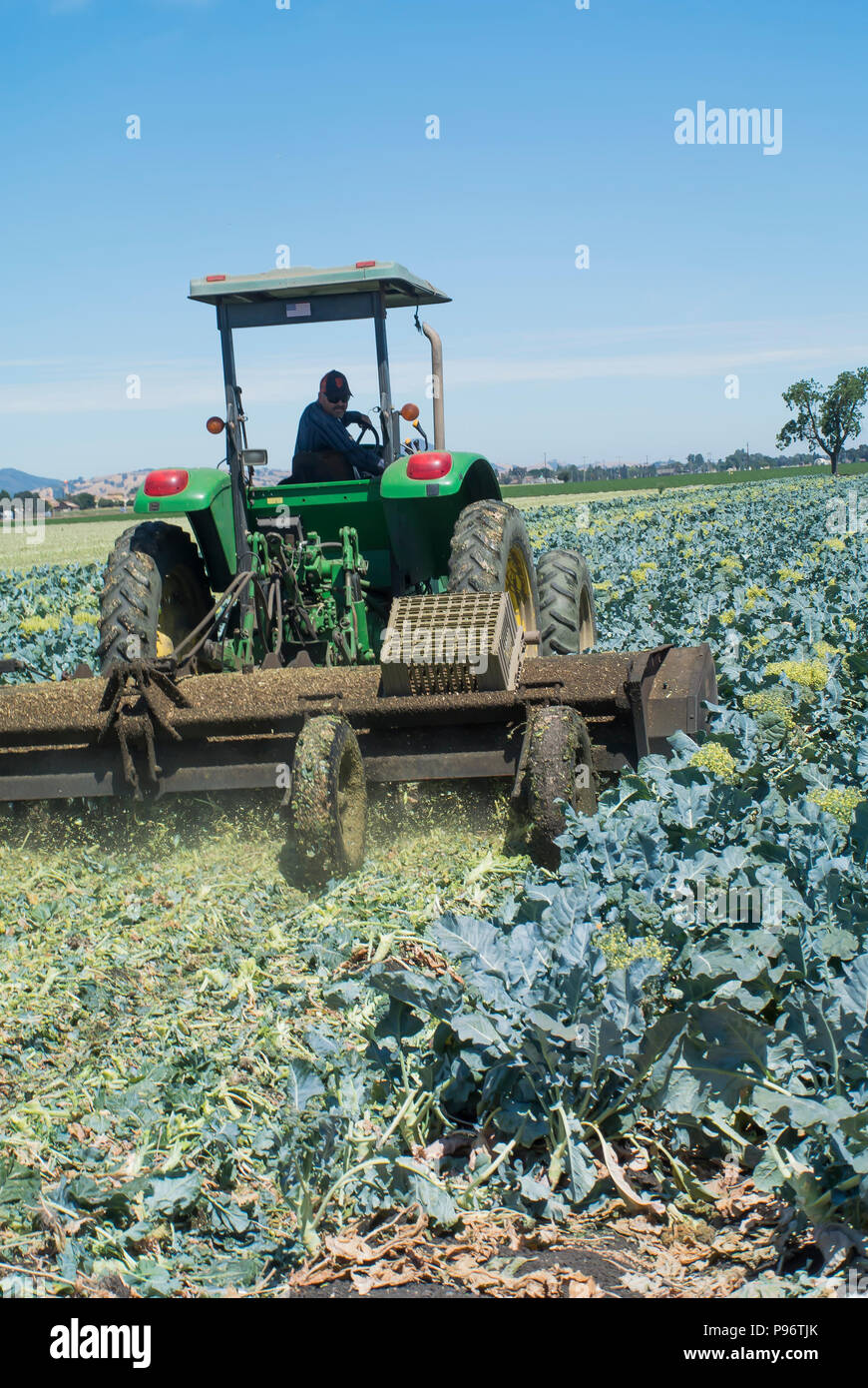Landwirt Clearing Feld nach Brokkoli Ernte Stockfoto