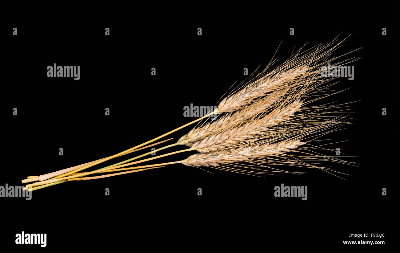 Die dekorativen Blumenstrauß aus trockenen Roggen Ohren. Secale cereale. Schöne Nahaufnahme von der Gruppe der Goldenen reiften Getreide Spikes. Idee der Landwirtschaft, Agronomie, Lebensmittel. Stockfoto