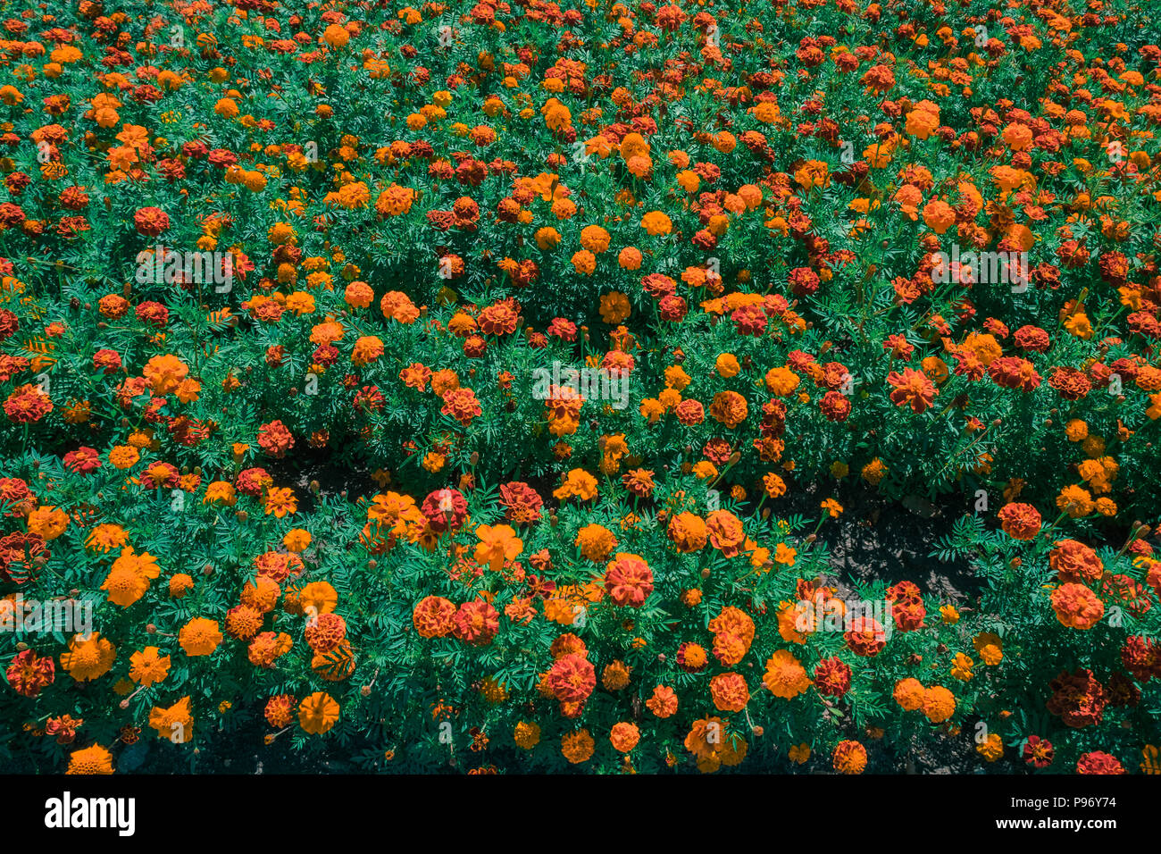 Orange und gelbe Ringelblume Blumen wachsen im Freien. Dekorative blumen Rasen im Sommer. Stockfoto