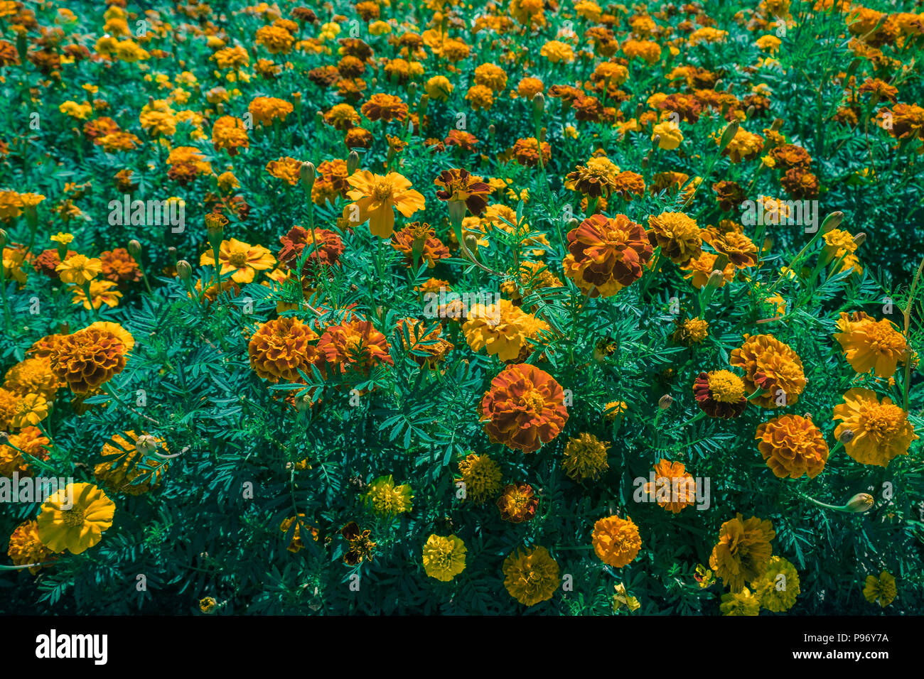 Orange und gelbe Ringelblume Blumen wachsen im Freien. Dekorative blumen Rasen im Sommer. Stockfoto