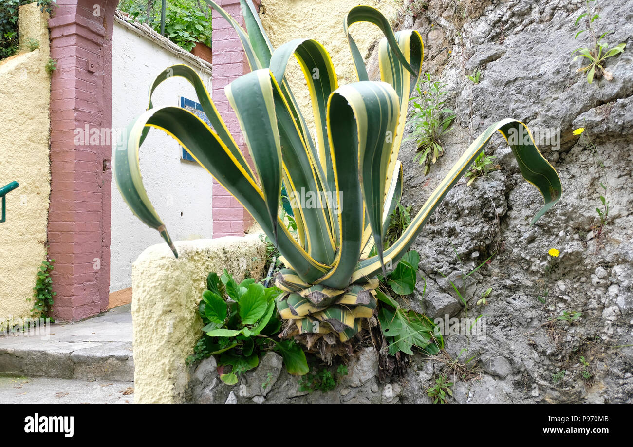 Nizza, Frankreich. Agave americana 'Variegata' in Nische in der alten Steinmauer wachsende Stockfoto