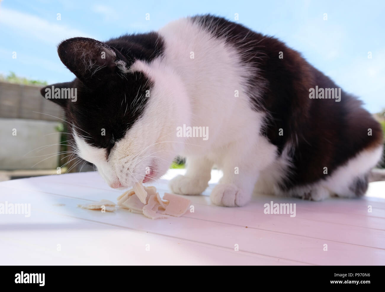 Nach Schwarz-weiße Katze essen Scheiben Huhn roll im Freien (eigene Fotograf cat). Stockfoto
