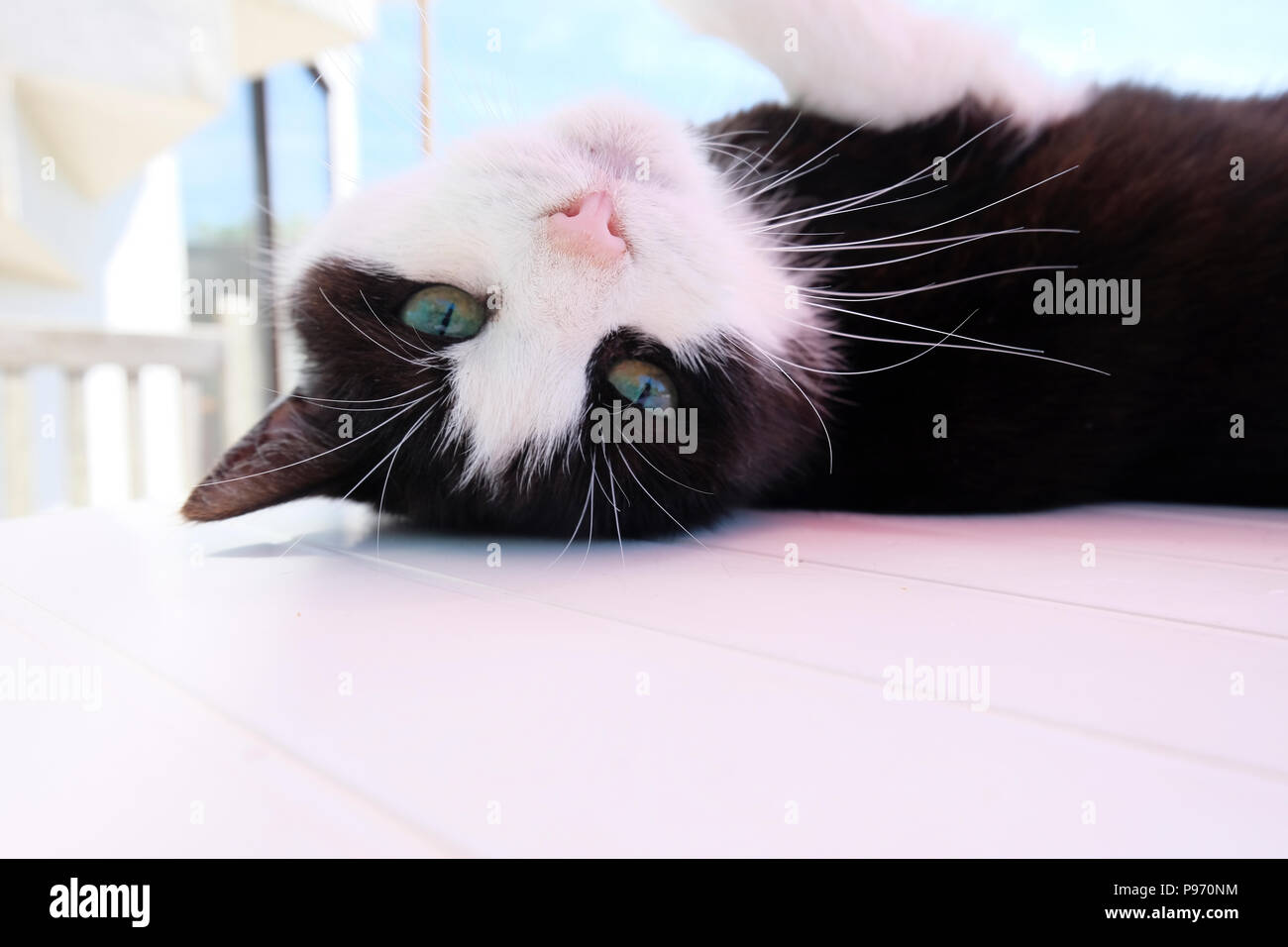 Schwarze und weiße Katze mit der Oberseite nach unten auf Terrasse Tisch, Blickkontakt mit der Kamera Stockfoto