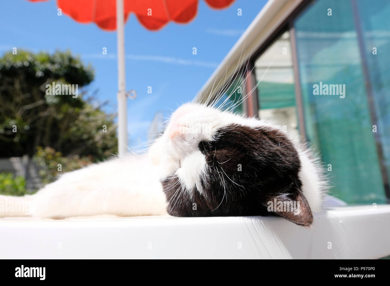 Nach schwarz-weisse Katze beim Sonnenbaden auf der Terrasse Tisch im Garten Stockfoto