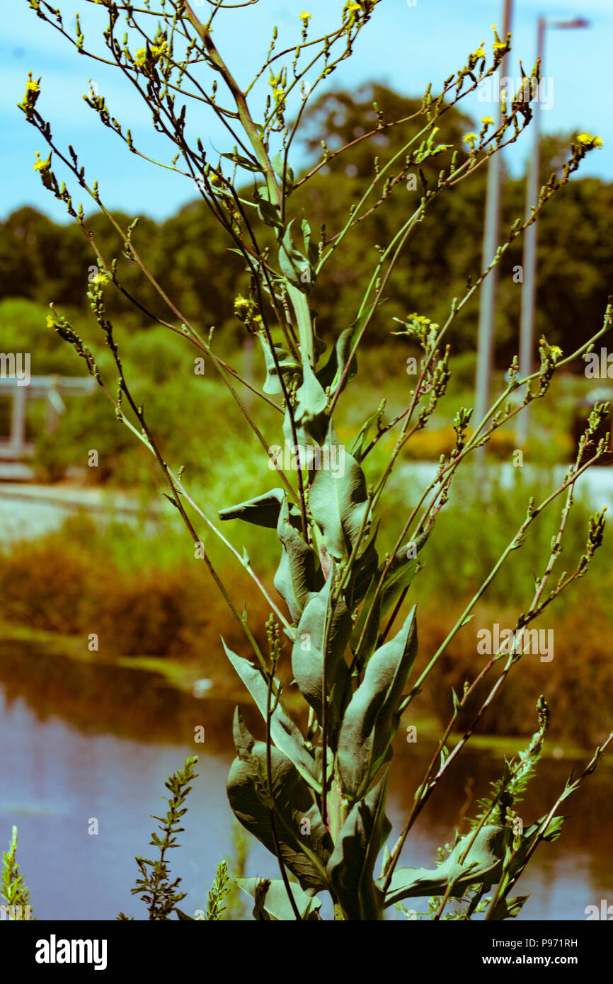 Blumen und Pflanzen Stockfoto