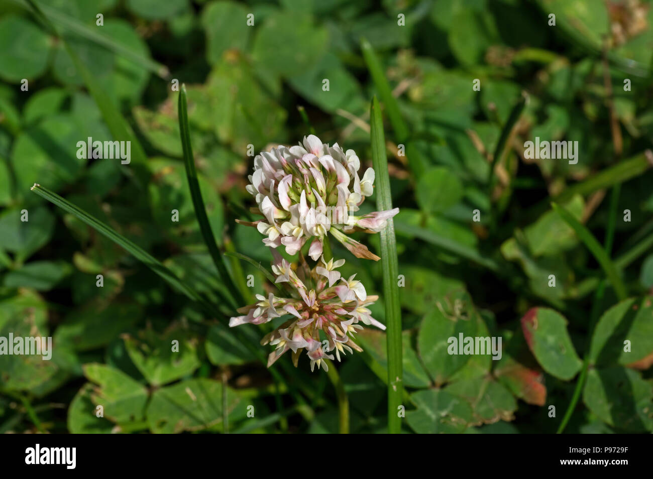 Weißer Klee in der Morgensonne. Es ist eine mehrjährige krautige Pflanze und ist niedrig wachsenden mit den Leitern der weißliche Blüten mit einem Hauch von Rosa. Stockfoto