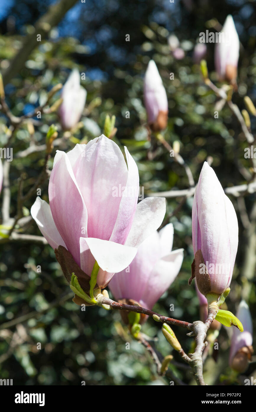 Magnolia x Soulangeana, Untertasse Magnolia, Blumen im Frühjahr. Früh blühenden laubabwerfende Azalee mit rosa Blumen Stockfoto