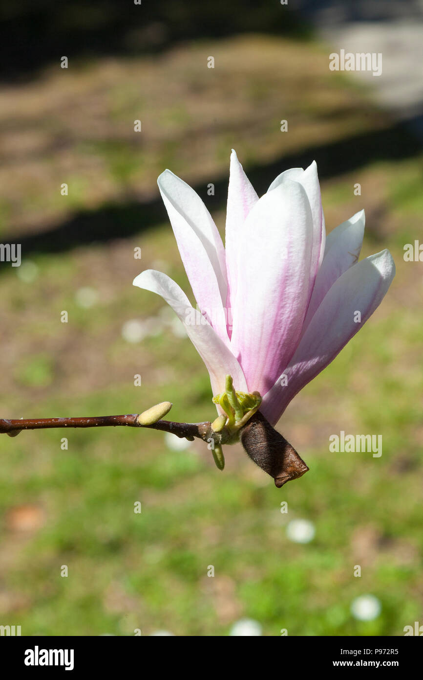 Magnolia x Soulangeana, Untertasse Magnolia, Blumen im Frühjahr. Früh blühenden laubabwerfende Azalee mit rosa Blumen Stockfoto