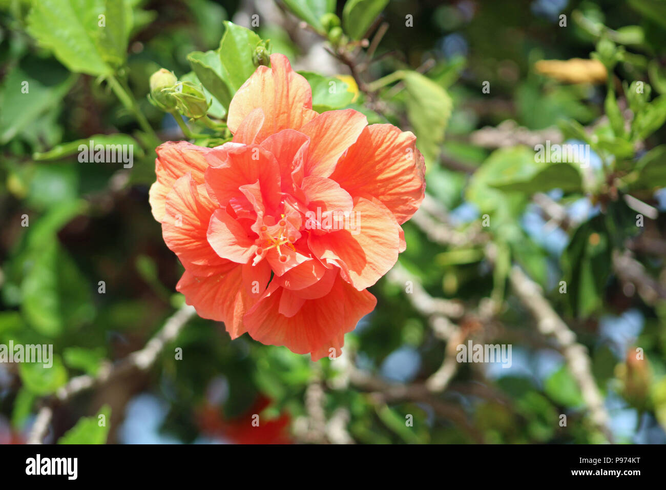Eine pfirsichfarbene Hibiskus Blume wächst in der Sonne. Stockfoto