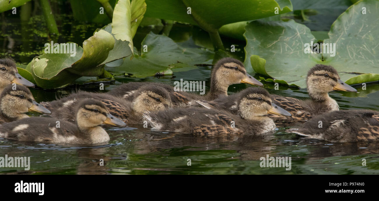 Baby Enten schwimmen in einem Teich mit Seerosen auf der Rückseite Stockfoto