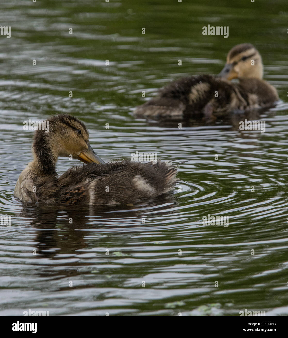 Baby Enten schwimmen in einem Teich Stockfoto