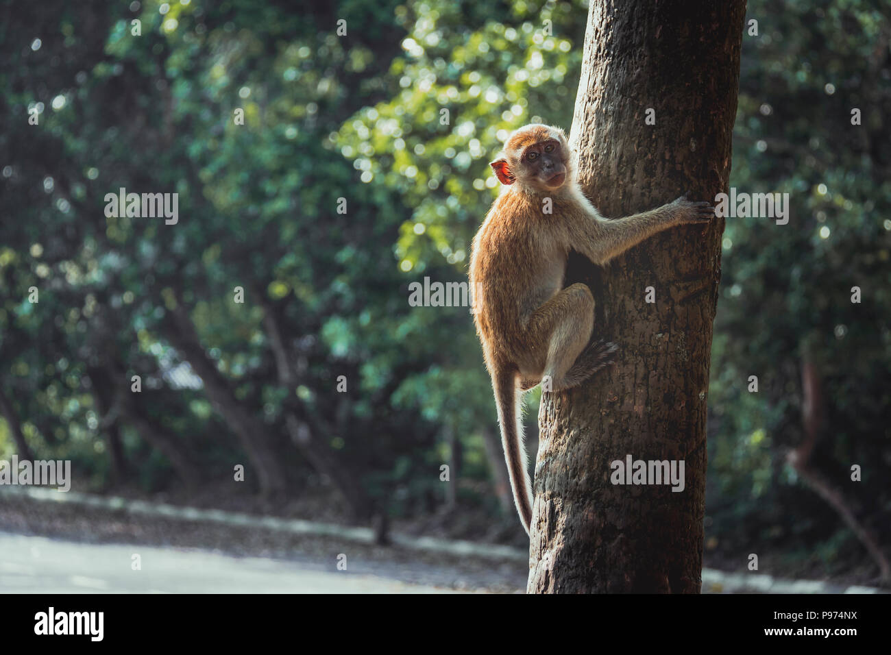 Kleiner Kerl in seinem Morgen springen um Bäume Stockfoto
