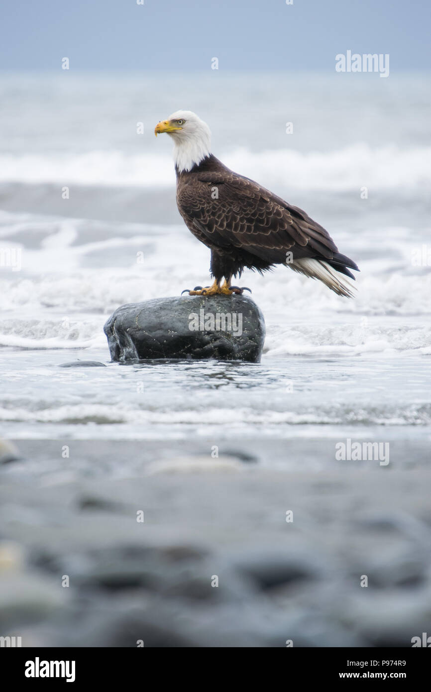 Weißkopfseeadler in Alaska auf einem Felsen im Cook Inlet auf der Suche nach Fisch thront. Stockfoto