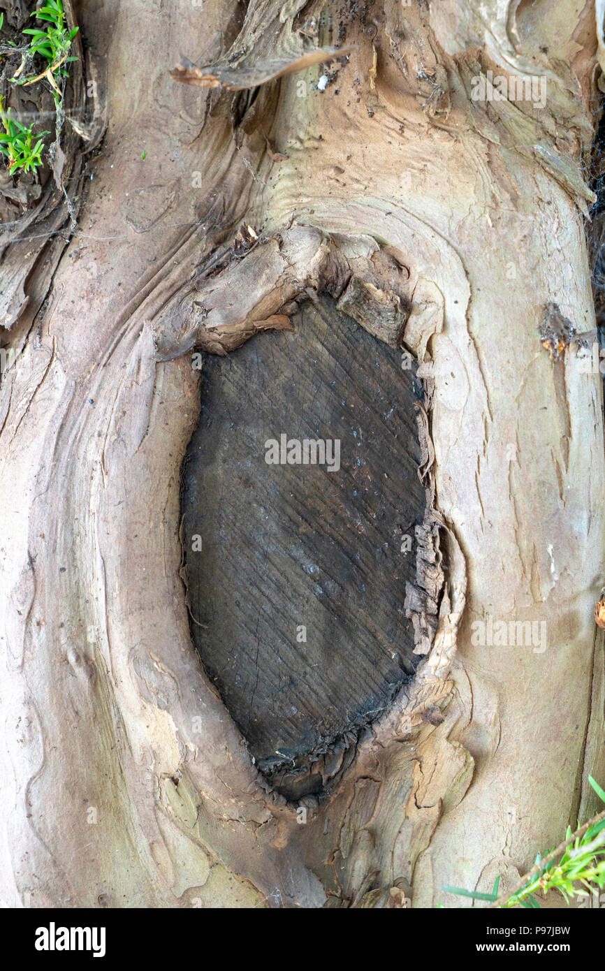 Narbe auf einem Baumstamm Stockfoto