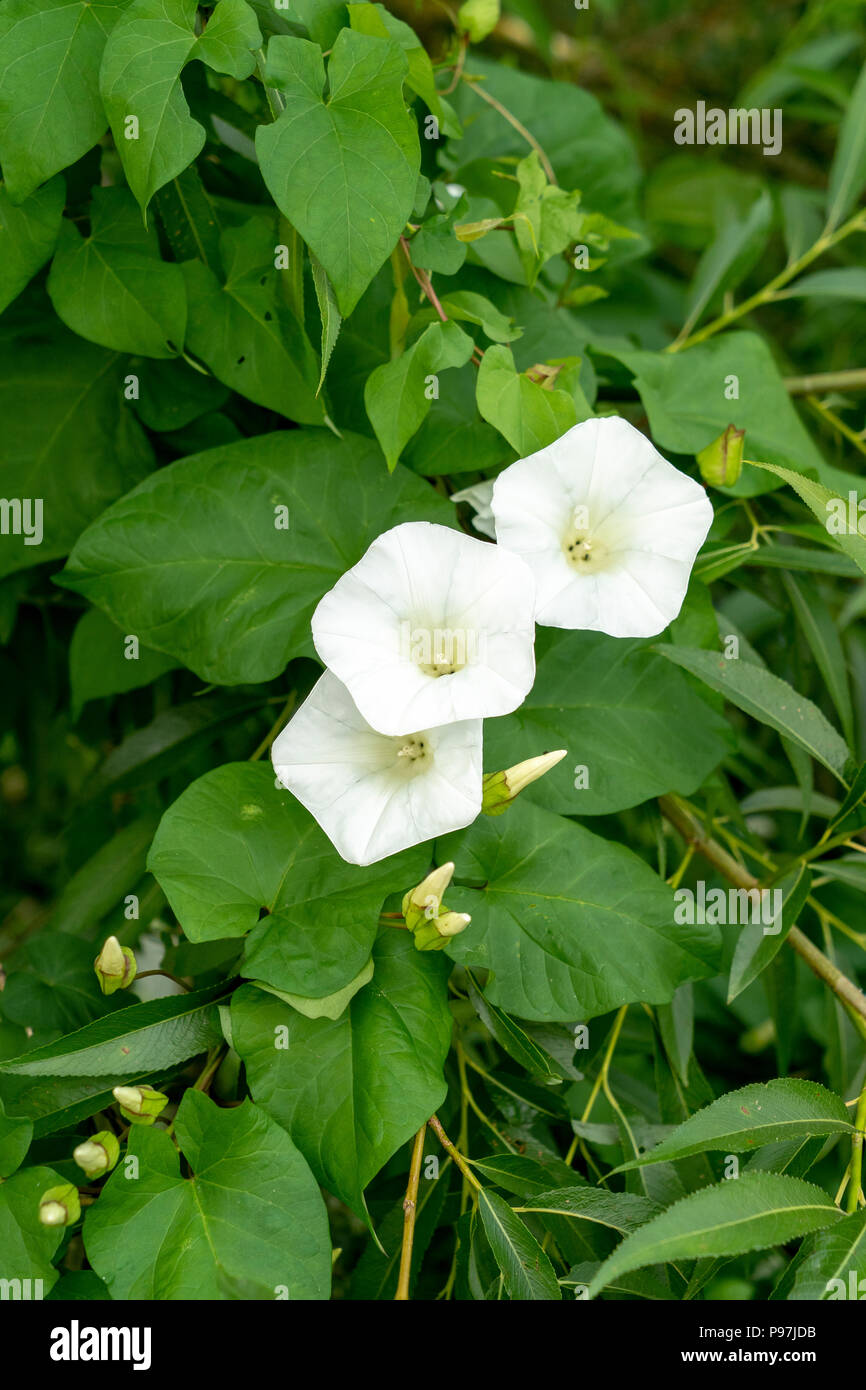 Polygonum convolvulus weiße Blumen und grüne Blätter Stockfoto