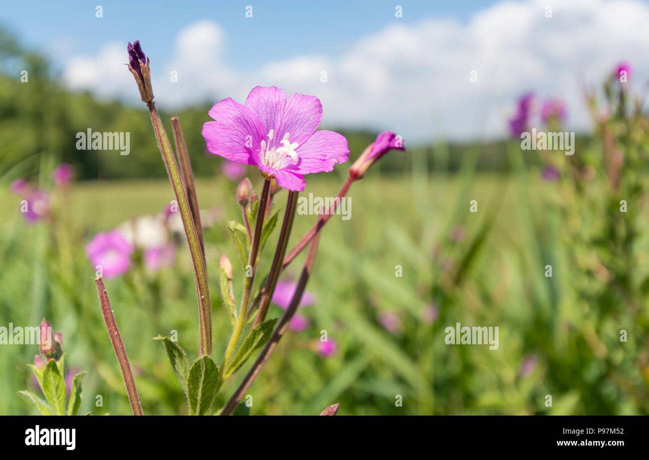 Große blumen Weidenröschen (Epilobium hirsutum, AKA großen, haarigen Haarigen Weidenröschen Weidenröschen) wächst in der Britischen Landschaft in West Sussex, UK. Stockfoto