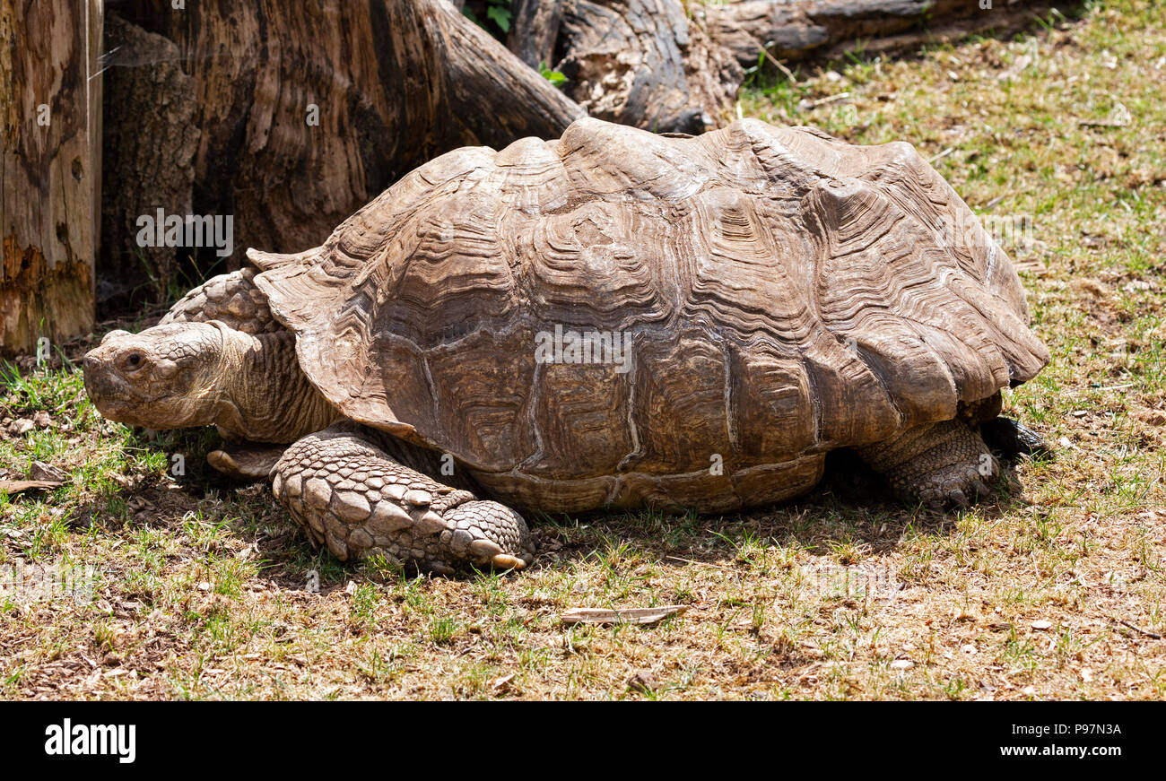 Afrikanische trieb Schildkröte, Geochelone sulcate. Zoo Tier. Stockfoto