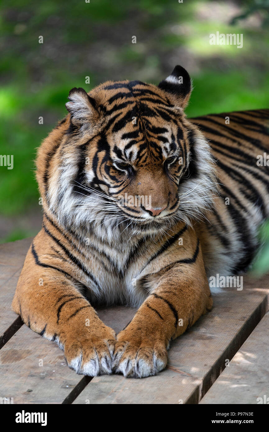 Sumatra Tiger, Panthera tigris Sumatrae. Zoo Tier. Stockfoto