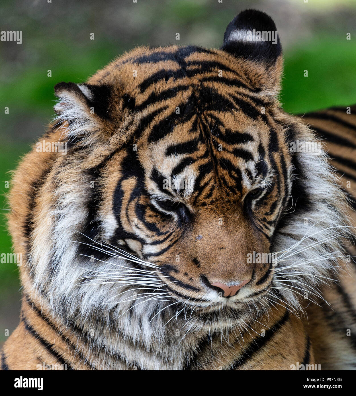 Sumatra Tiger, Panthera tigris Sumatrae. Zoo Tier. Stockfoto