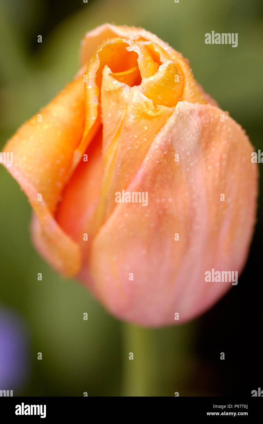 Eine einzige zart Pfirsichfarben tulip Bud Stockfoto