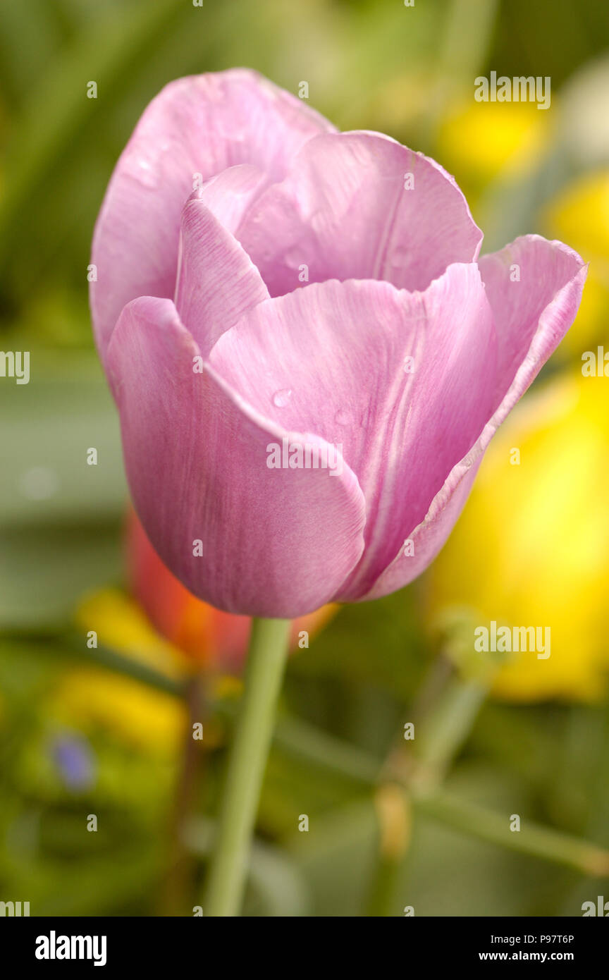 Lila oder Lavendel tulip Farbige Stockfoto