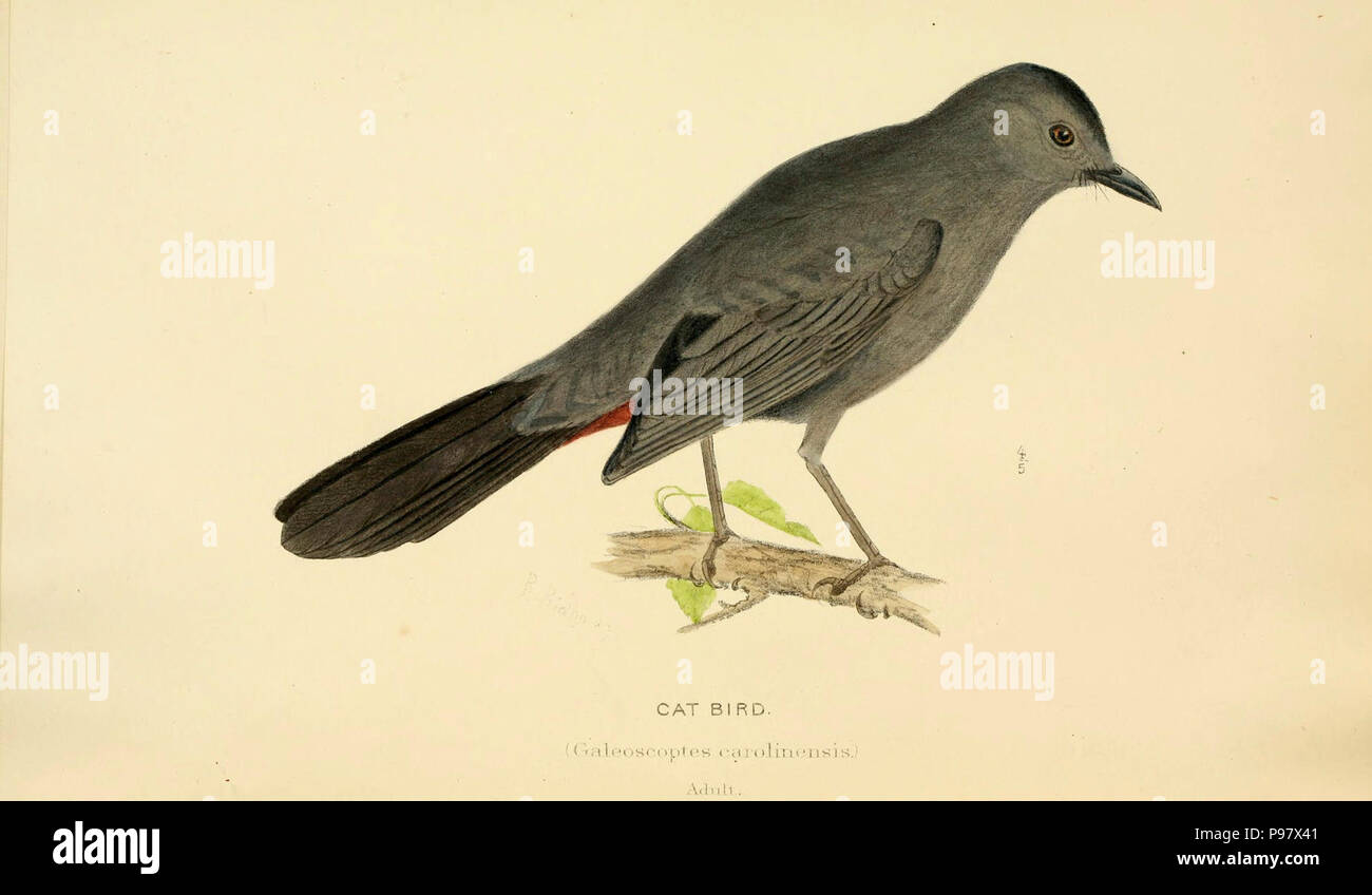 Eine Geschichte der nordamerikanische Vögel Boston: Little, Brown, 1905. Stockfoto
