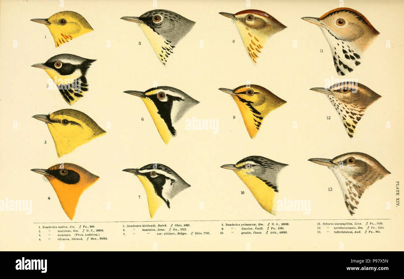 Eine Geschichte der nordamerikanische Vögel Boston: Little, Brown, 1905. Stockfoto