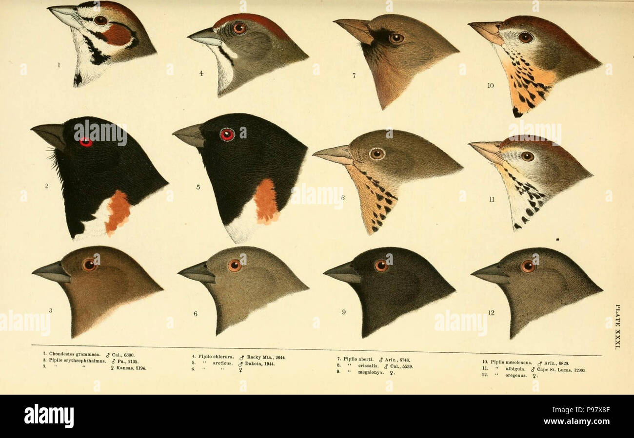 Eine Geschichte der nordamerikanische Vögel/Boston: Little, Brown, 1905. Stockfoto