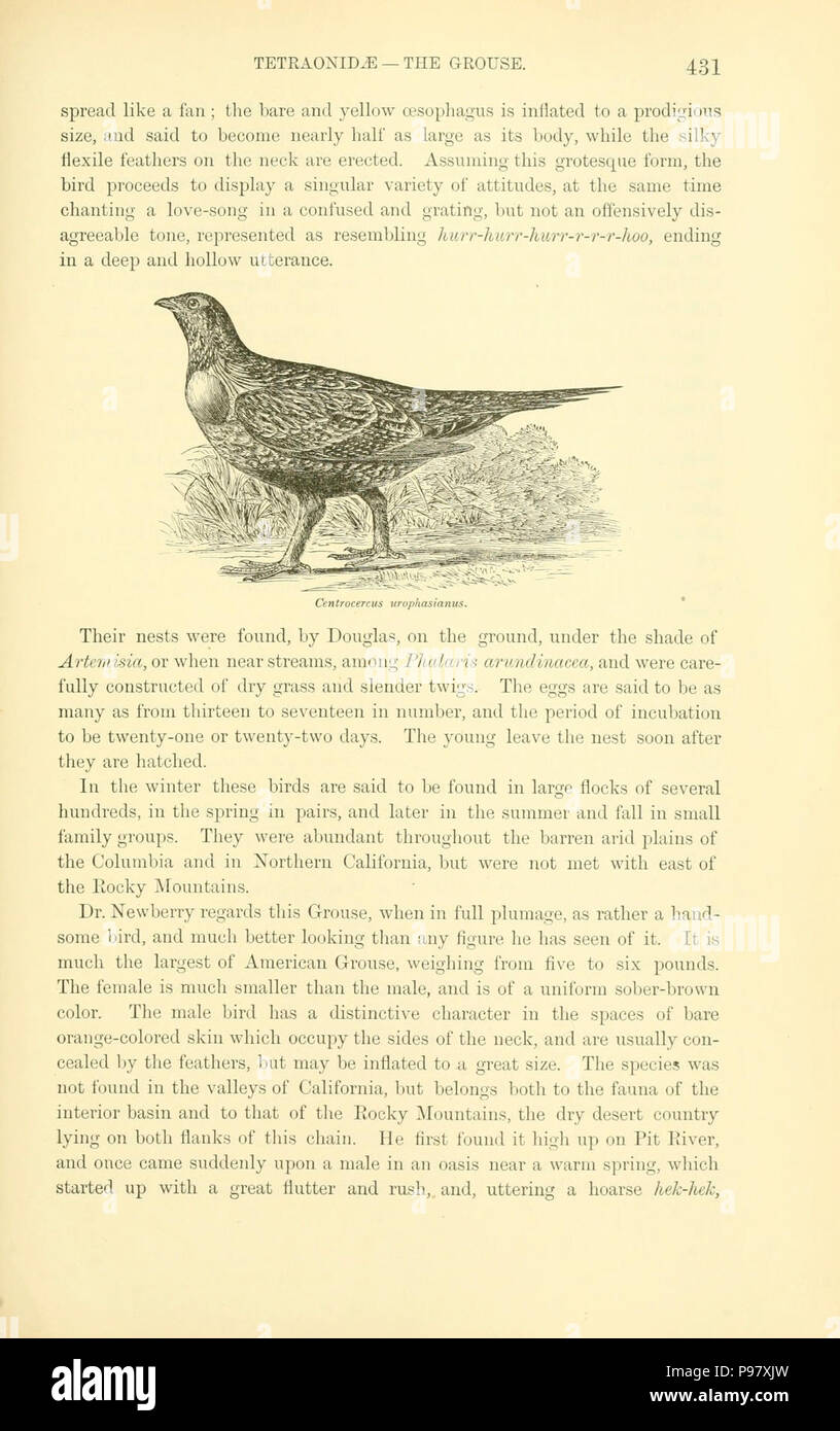 Eine Geschichte der nordamerikanische Vögel. Stockfoto