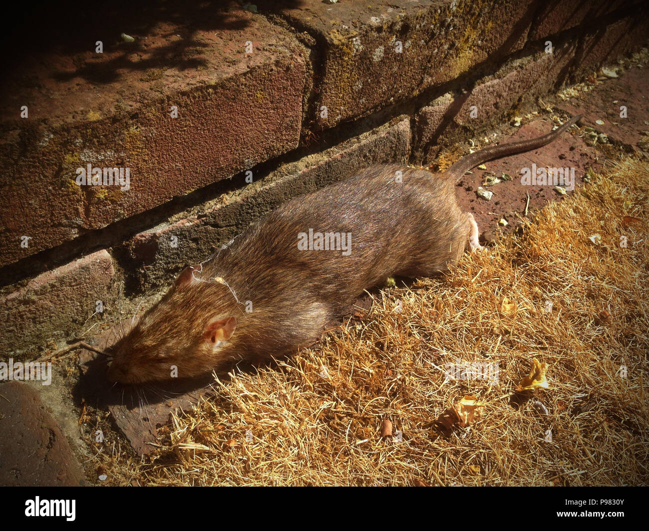Ratte. Tote Ratte im Thaxted Essex UK. Juli 2018 Stockfoto